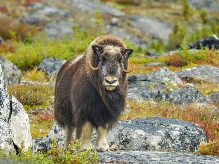Framed Print : Muskox (Ovibos moschatus), Nunavik, Quebec, Canada Framed Print : Muskox (Ovibos moschatus), Nunavik, Quebec, Canada
