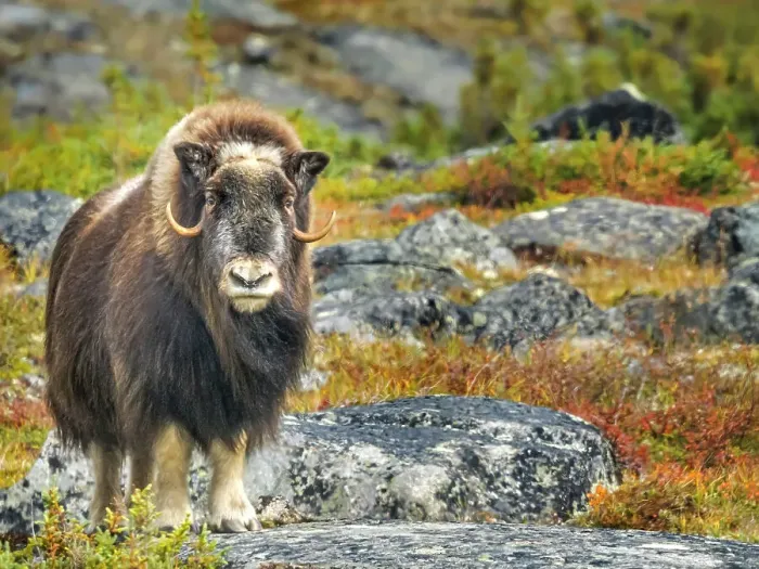 Framed Print : Muskox (Ovibos moschatus), Nunavik, Quebec, Canada Framed Print : Muskox (Ovibos moschatus), Nunavik, Quebec, Canada