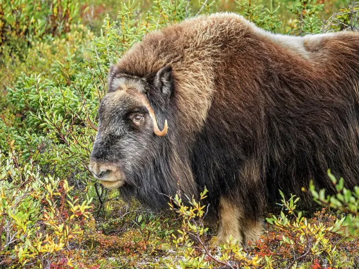 Framed Print : Muskox (Ovibos moschatus), Nunavik, Quebec, Canada Framed Print : Muskox (Ovibos moschatus), Nunavik, Quebec, Canada