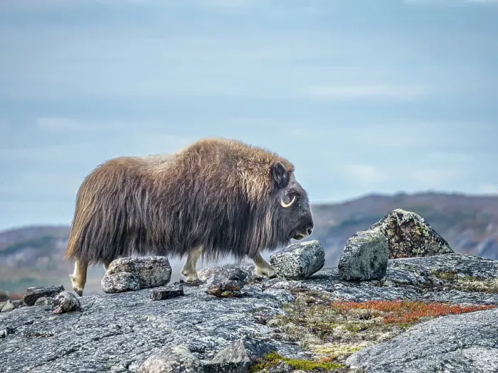 Framed Print : Muskox (Ovibos moschatus), Nunavik, Quebec, Canada Framed Print : Muskox (Ovibos moschatus), Nunavik, Quebec, Canada