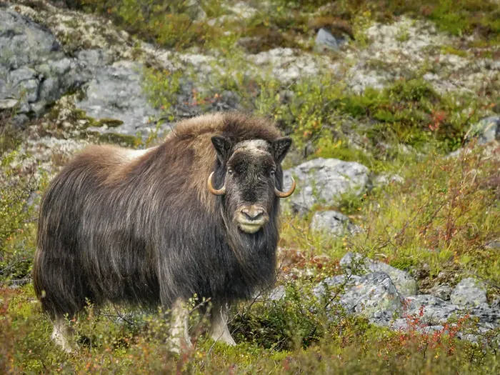 Framed Print : Muskox (Ovibos moschatus), Nunavik, Quebec, Canada Framed Print : Muskox (Ovibos moschatus), Nunavik, Quebec, Canada