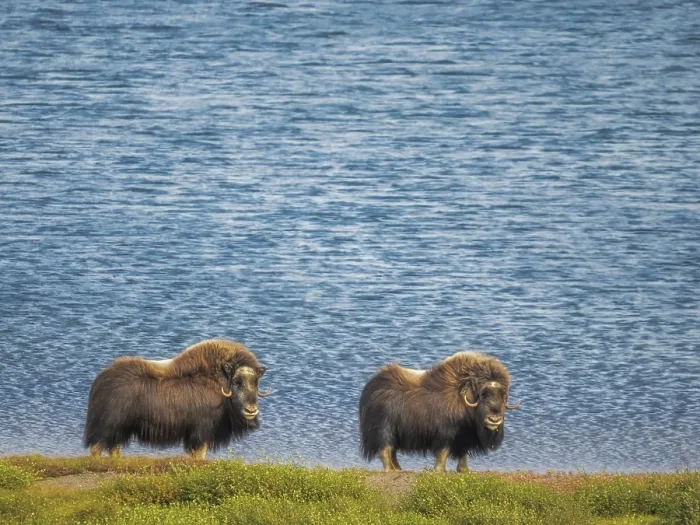 Framed Print : Muskox (Ovibos moschatus), Nunavik, Quebec, Canada Framed Print : Muskox (Ovibos moschatus), Nunavik, Quebec, Canada