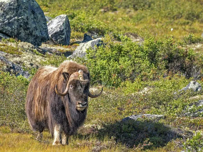 Framed Print : Muskox (Ovibos moschatus), Nunavik, Quebec, Canada Framed Print : Muskox (Ovibos moschatus), Nunavik, Quebec, Canada