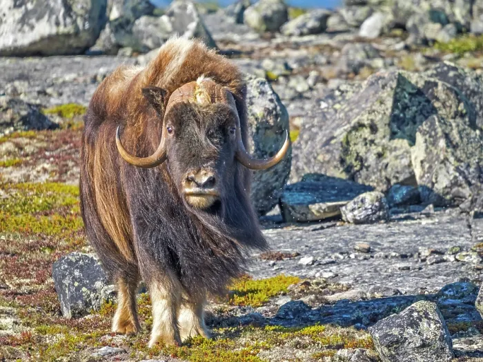 Framed Print : Muskox (Ovibos moschatus), Nunavik, Quebec, Canada Framed Print : Muskox (Ovibos moschatus), Nunavik, Quebec, Canada