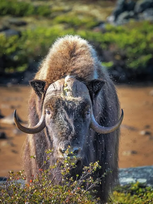 Framed Print : Muskox (Ovibos moschatus), Nunavik, Quebec, Canada Framed Print : Muskox (Ovibos moschatus), Nunavik, Quebec, Canada