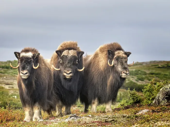 Framed Print : Muskox (Ovibos moschatus) on the sub-arctic tundra of Nunavik, Quebec Framed Print : Muskox (Ovibos moschatus) on the sub-arctic tundra of Nunavik, Quebec