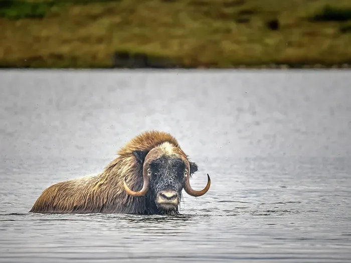 Framed Print : Muskox (Ovibos moschatus) on the sub-arctic tundra of Nunavik, Quebec Framed Print : Muskox (Ovibos moschatus) on the sub-arctic tundra of Nunavik, Quebec