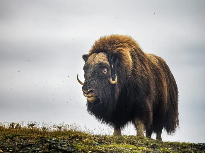 Framed Print : Muskox (Ovibos moschatus) on the sub-arctic tundra of Nunavik, Quebec Framed Print : Muskox (Ovibos moschatus) on the sub-arctic tundra of Nunavik, Quebec