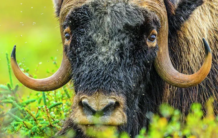 Framed Print : Muskox (Ovibos moschatus), Tasiujaq, Nunavik, Canada Framed Print : Muskox (Ovibos moschatus), Tasiujaq, Nunavik, Canada