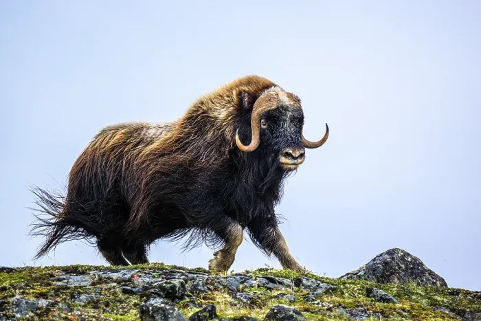 Framed Print : Muskox (Ovibos moschatus), Tasiujaq, Nunavik, Canada Framed Print : Muskox (Ovibos moschatus), Tasiujaq, Nunavik, Canada