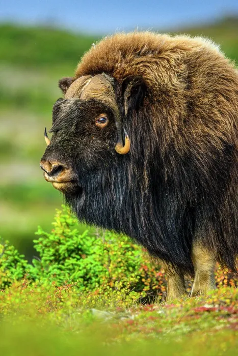 Framed Print : Muskox (Ovibos moschatus), Tasiujaq, Nunavik, Canada Framed Print : Muskox (Ovibos moschatus), Tasiujaq, Nunavik, Canada