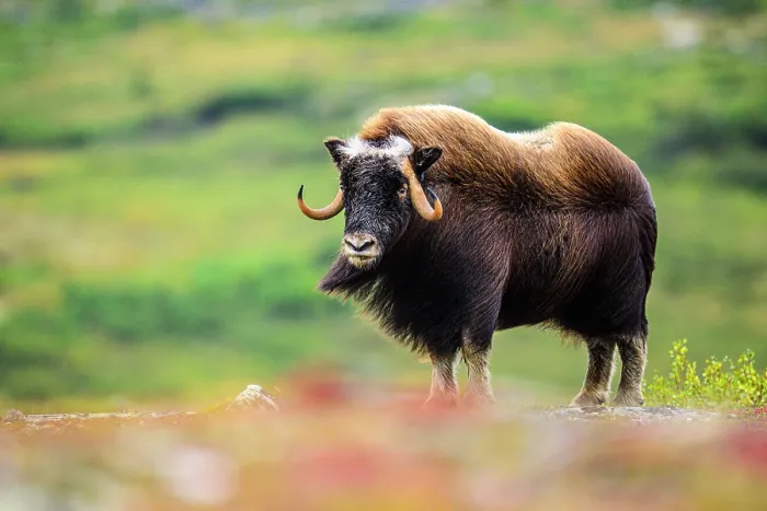 Framed Print : Muskox (Ovibos moschatus), Tasiujaq, Nunavik, Canada Framed Print : Muskox (Ovibos moschatus), Tasiujaq, Nunavik, Canada