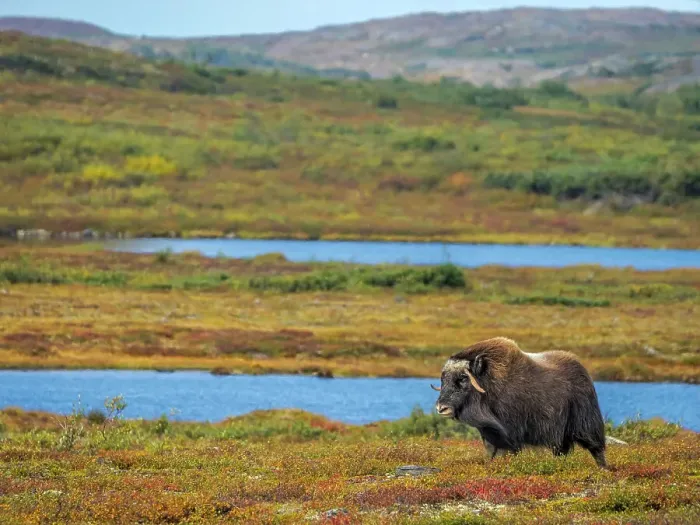 Framed Print : Muskox (Ovibos moschatus), in tundra habitat of Nunavik, Quebec, Canada Framed Print : Muskox (Ovibos moschatus), in tundra habitat of Nunavik, Quebec, Canada