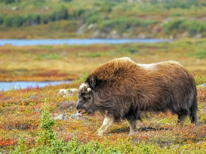 Framed Print : Muskox (Ovibos moschatus), in tundra habitat of Nunavik, Quebec, Canada Framed Print : Muskox (Ovibos moschatus), in tundra habitat of Nunavik, Quebec, Canada