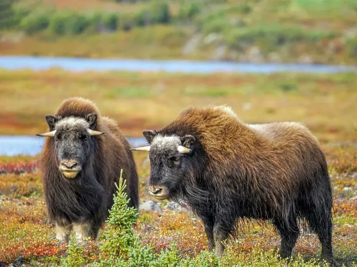 Framed Print : Muskox (Ovibos moschatus), in tundra habitat of Nunavik, Quebec, Canada Framed Print : Muskox (Ovibos moschatus), in tundra habitat of Nunavik, Quebec, Canada