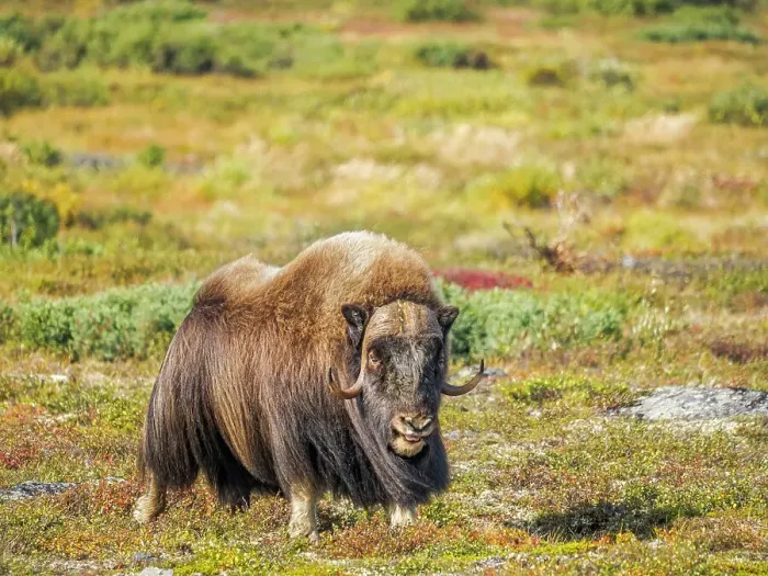 Framed Print : Muskox (Ovibos moschatus), in tundra habitat of Nunavik, Quebec, Canada Framed Print : Muskox (Ovibos moschatus), in tundra habitat of Nunavik, Quebec, Canada