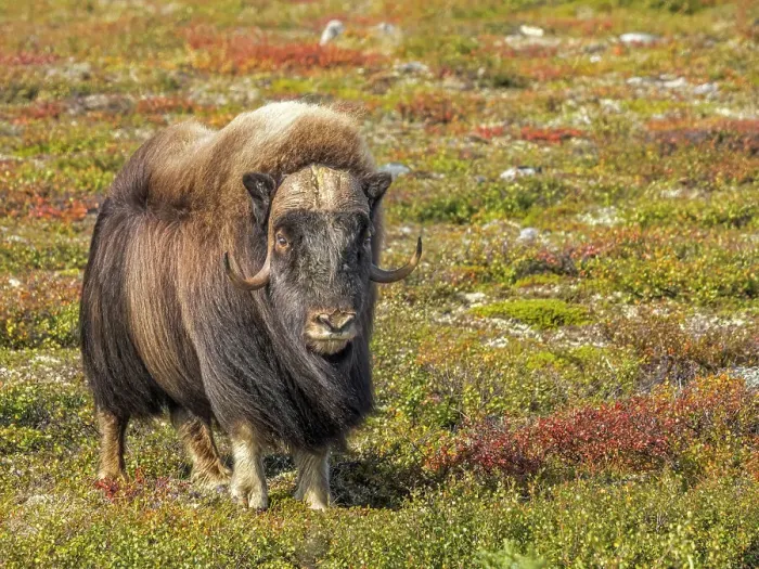 Framed Print : Muskox (Ovibos moschatus), in tundra habitat of Nunavik, Quebec, Canada Framed Print : Muskox (Ovibos moschatus), in tundra habitat of Nunavik, Quebec, Canada
