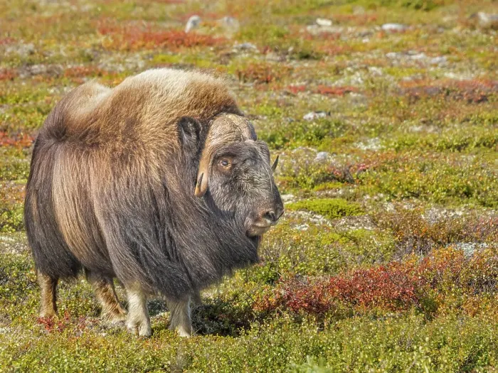 Framed Print : Muskox (Ovibos moschatus), in tundra habitat of Nunavik, Quebec, Canada Framed Print : Muskox (Ovibos moschatus), in tundra habitat of Nunavik, Quebec, Canada