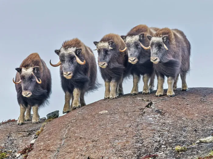 Framed Print : Muskox (Ovibos moschatus), in tundra habitat of Nunavik, Quebec Framed Print : Muskox (Ovibos moschatus), in tundra habitat of Nunavik, Quebec