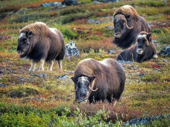 Framed Print : Muskox (Ovibos moschatus), in tundra habitat of Nunavik, Quebec, Canada Framed Print : Muskox (Ovibos moschatus), in tundra habitat of Nunavik, Quebec, Canada