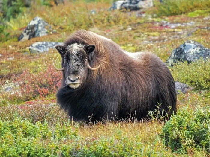 Framed Print : Muskox (Ovibos moschatus), in tundra habitat of Nunavik, Quebec, Canada Framed Print : Muskox (Ovibos moschatus), in tundra habitat of Nunavik, Quebec, Canada