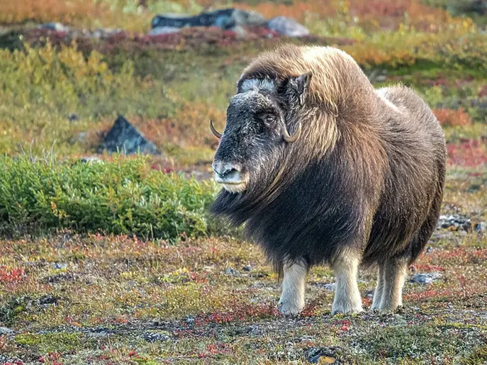 Framed Print : Muskox (Ovibos moschatus), in tundra habitat of Nunavik, Quebec, Canada Framed Print : Muskox (Ovibos moschatus), in tundra habitat of Nunavik, Quebec, Canada
