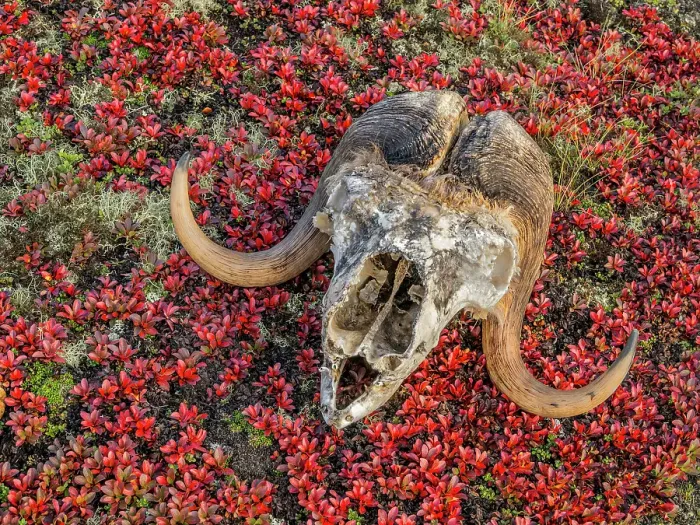 Framed Print : Muskox skull among autumn Bear Berry on the sub-arctic tundra of Nunavik, Quebec, Canada Framed Print : Muskox skull among autumn Bear Berry on the sub-arctic tundra of Nunavik, Quebec, Canada