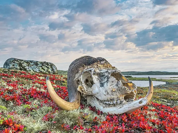 Framed Print : Muskox skull among autumn Bear Berry on the sub-arctic tundra of the Ungava Peninsula in Nunavik, Quebec, Canada Framed Print : Muskox skull among autumn Bear Berry on the sub-arctic tundra of the Ungava Peninsula in Nunavik, Quebec, Canada