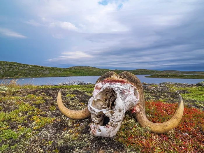Framed Print : Muskox skull on the tundra, Nunavik, Quebec, Canada Framed Print : Muskox skull on the tundra, Nunavik, Quebec, Canada