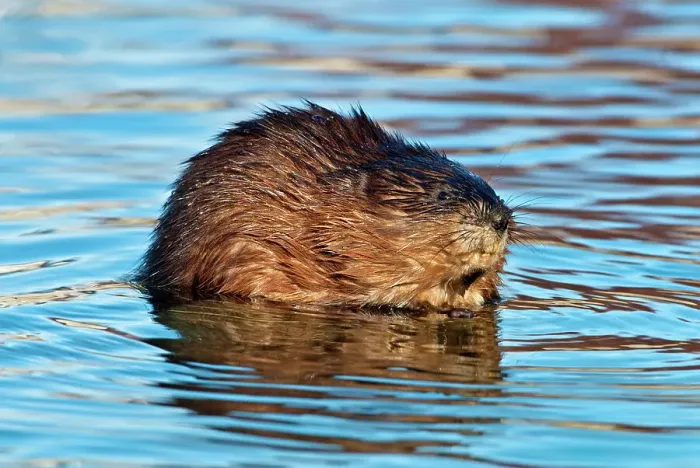 Framed Print : Muskrat (Ondatra zibethicus), Humber Bay Park, Toronto, Ontario, Canada Framed Print : Muskrat (Ondatra zibethicus), Humber Bay Park, Toronto, Ontario, Canada
