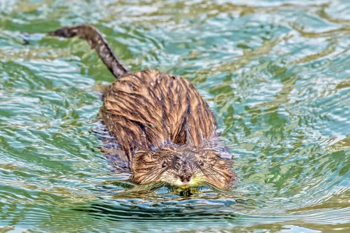 Framed Print : Muskrat (Ondatra zibethicus) swimming, Humber Bay Park, Toronto, Ontario, Canada Framed Print : Muskrat (Ondatra zibethicus) swimming, Humber Bay Park, Toronto, Ontario, Canada