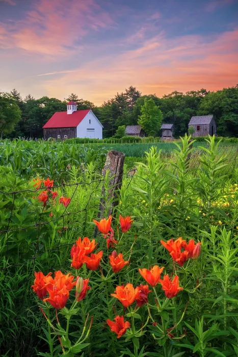 Framed Print : Muster Field Farm with Siberian Lilies at sunrise, North Sutton, New Hampshisre, USA Framed Print : Muster Field Farm with Siberian Lilies at sunrise, North Sutton, New Hampshisre, USA