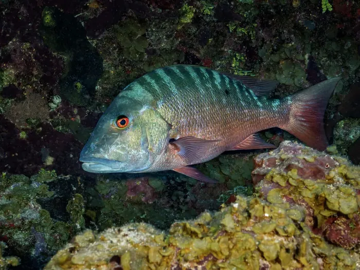 Framed Print : Mutton Snapper ( Lutjanus analis), Grand Cayman, Cayman Islands, British West Indies Framed Print : Mutton Snapper ( Lutjanus analis), Grand Cayman, Cayman Islands, British West Indies