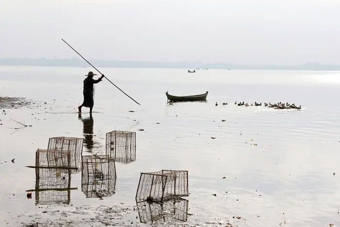 Framed Print : Myanmar, Burma, Mandalay, Amarapura, Man herding ducks with a stick Framed Print : Myanmar, Burma, Mandalay, Amarapura, Man herding ducks with a stick