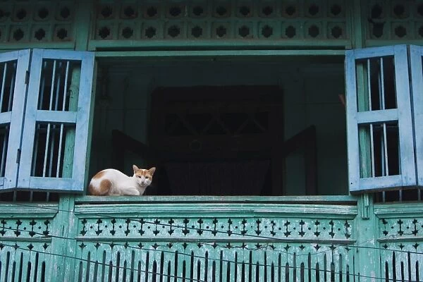 Myanmar, Burma, Moulmein, Mawlamyine. A watchful cat in an old colonial house, Moulmein