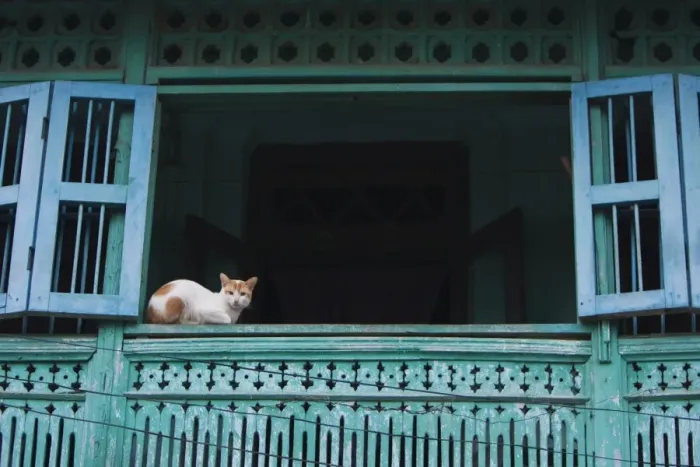 Framed Print : Myanmar, Burma, Moulmein, Mawlamyine. A watchful cat in an old colonial house, Moulmein Framed Print : Myanmar, Burma, Moulmein, Mawlamyine. A watchful cat in an old colonial house, Moulmein