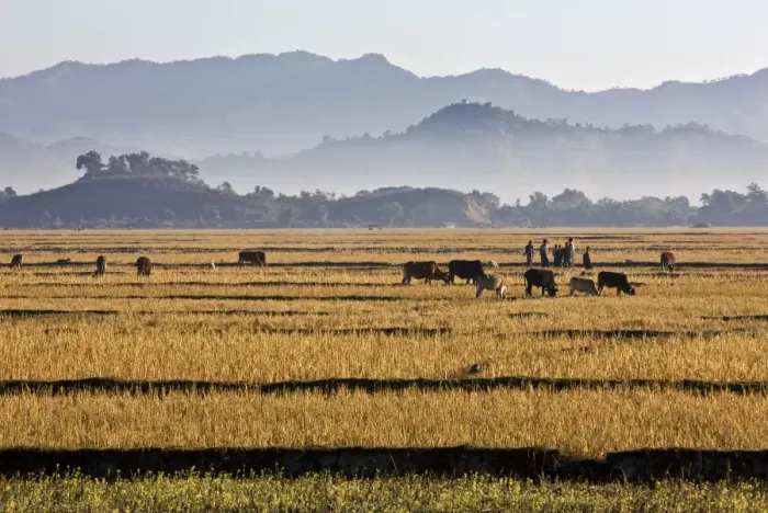 Framed Print : Myanmar, Burma, Mrauk U Framed Print : Myanmar, Burma, Mrauk U