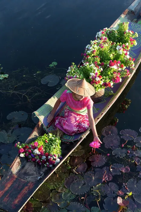 Framed Print : Myanmar, Burma, Shan, Inle Lake, Nyaungshwe, Nyaung Shwe, a girl in a dugout canoe picks a water lily from a dugout canoe Framed Print : Myanmar, Burma, Shan, Inle Lake, Nyaungshwe, Nyaung Shwe, a girl in a dugout canoe picks a water lily from a dugout canoe