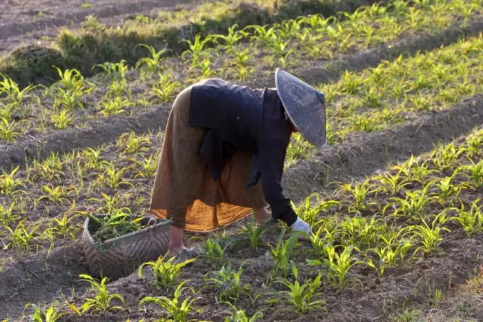 Framed Print : Myanmar, Keng Tung (Kyaing Tong). Tending the crops, Keng Tung, Myanmar Framed Print : Myanmar, Keng Tung (Kyaing Tong). Tending the crops, Keng Tung, Myanmar