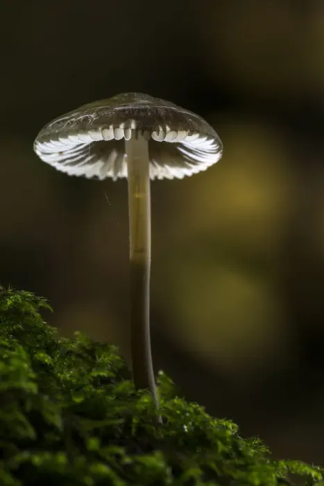 Framed Print : Mycena, Birks of Aberfeldy, Perthshire, Scotland