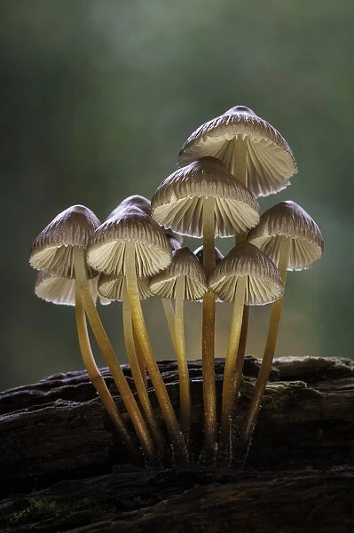 Mycena inclinata. New Forest National Park, Hampshire, England, UK