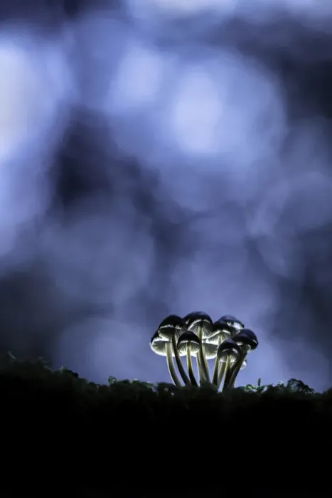 Framed Print : Mycena sp. New Forest National Park, Hampshire, England, UK Framed Print : Mycena sp. New Forest National Park, Hampshire, England, UK