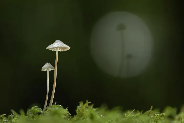 Framed Print : Mycena sp. New Forest National Park, Hampshire, England, UK, November 2022, focus-stacked