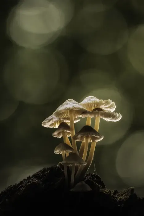 Framed Print : Mycena spp. New Forest National Park, Hampshire, England, UK Framed Print : Mycena spp. New Forest National Park, Hampshire, England, UK
