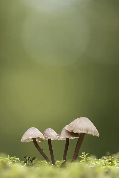 Mycena spp. New Forest National Park, Hampshire, England, UK