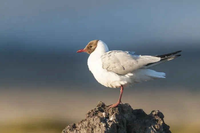 Framed Print : Myvatn district, northern Iceland. Black headed gull Framed Print : Myvatn district, northern Iceland. Black headed gull