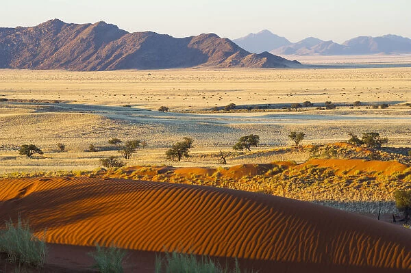 Namib desert, Namibia, Africa. Petrified dunes at sunset
