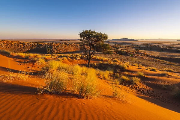 Namib-Naukluft National Park, Namibia, Africa. Petrified red dunes