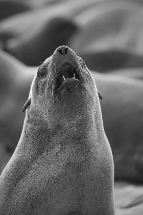 Framed Print : Namibia, A barking Cape Fur Seal. One of a colony of thousands Framed Print : Namibia, A barking Cape Fur Seal. One of a colony of thousands