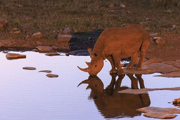 Namibia, Etosha National Park, Moringa Waterhole, Black Rhino (Diceros Bicornis)